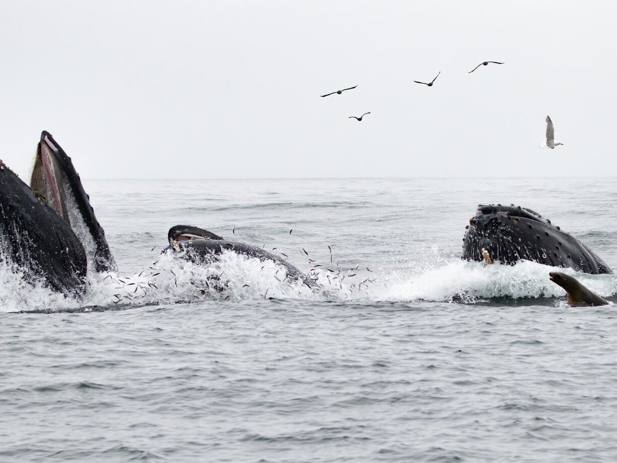 Oceanic Society Farallon Islands Whale Watching (San Francisco) - All ...