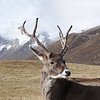 Reindeerrider