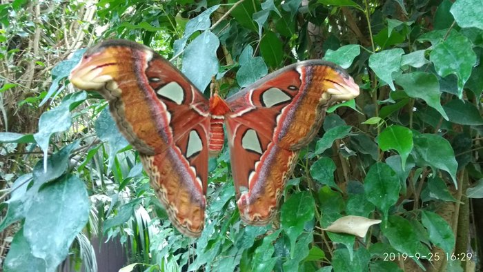Imagen 7 de Butterfly Park Empuriabrava