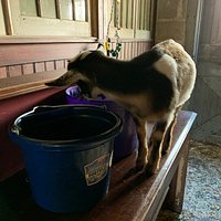 Fun visit with the goats
