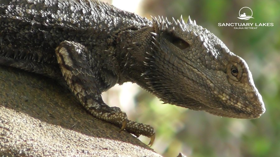 One of the local residents at Sanctuary Lakes Fauna Retreat - a beautiful bearded dragon.