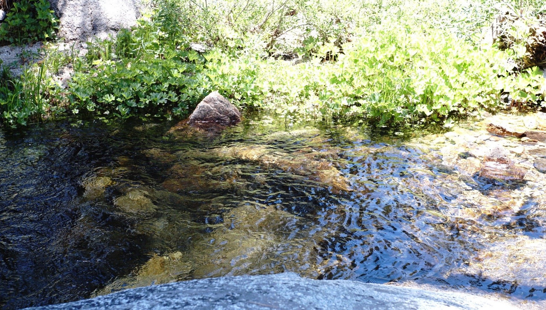 Tamarack Flat Campground by null