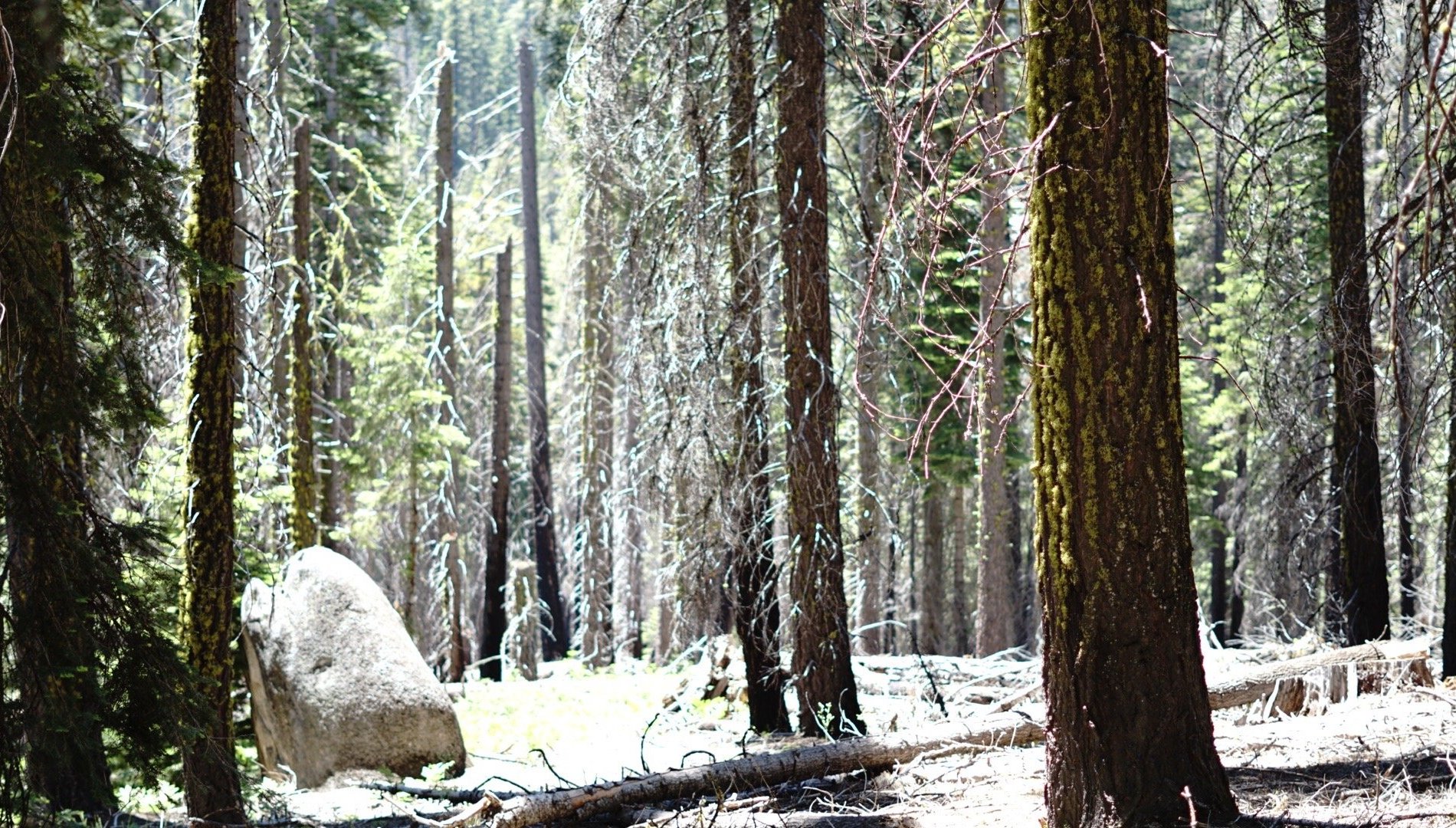Tamarack Flat Campground by null