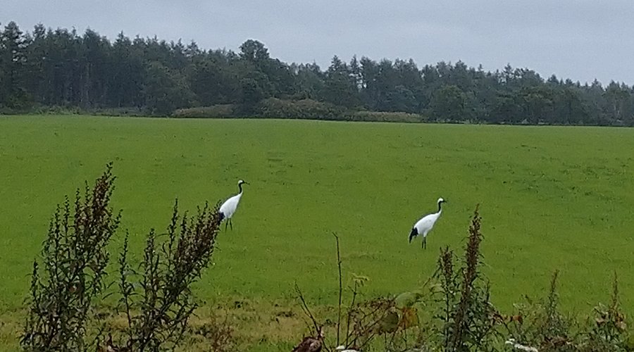 標津町でのタンチョウヅルをみかけて思わず写真を撮りました。道路沿いでも自然豊かです