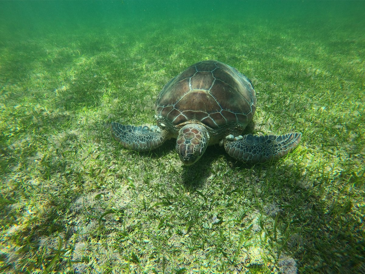 Barrakuda Dive Center Valentin Imperial - All You Need to Know BEFORE ...