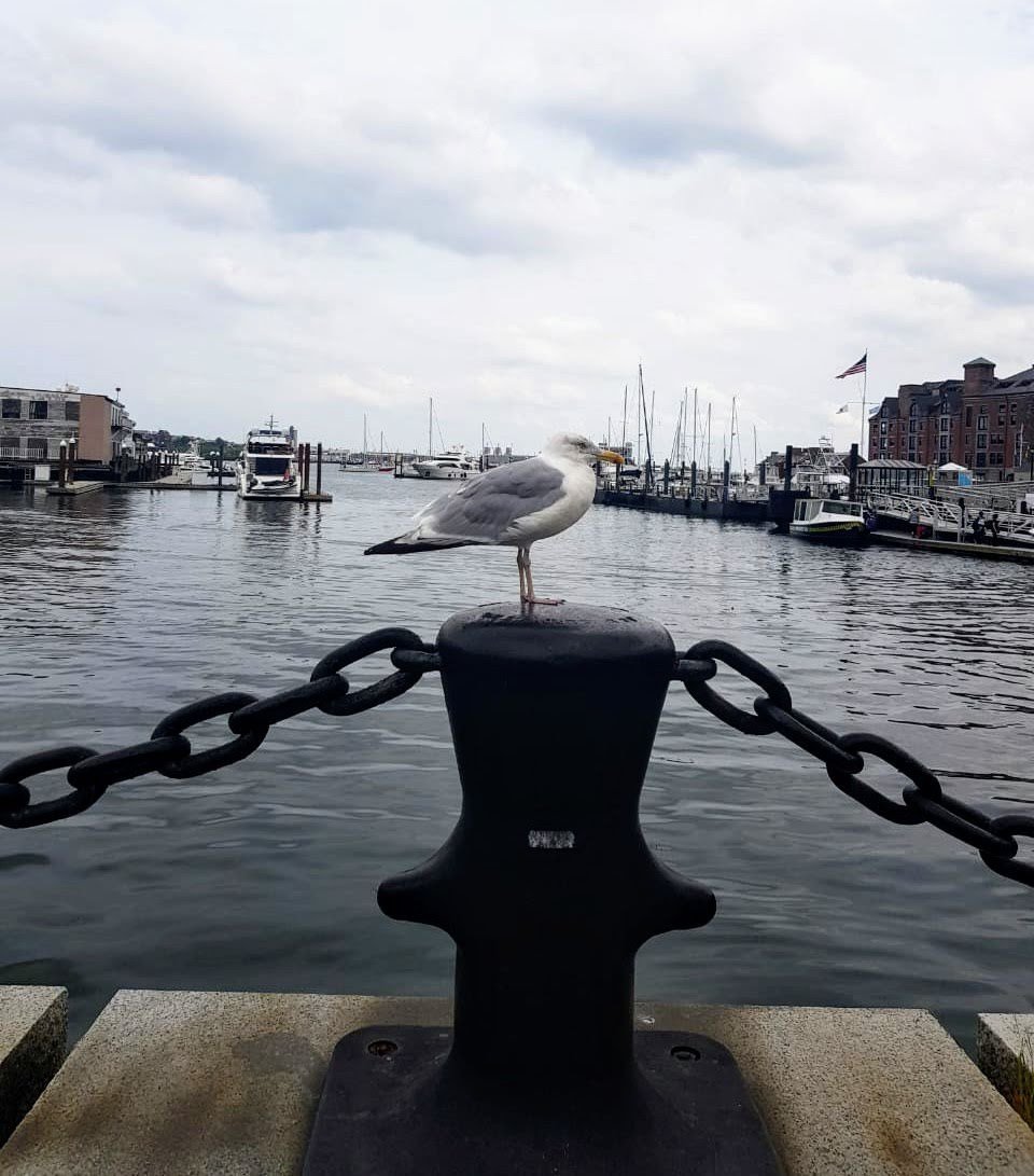 BOSTON WATERBOAT MARINA : Ce Qu'il Faut Savoir Pour Votre Visite