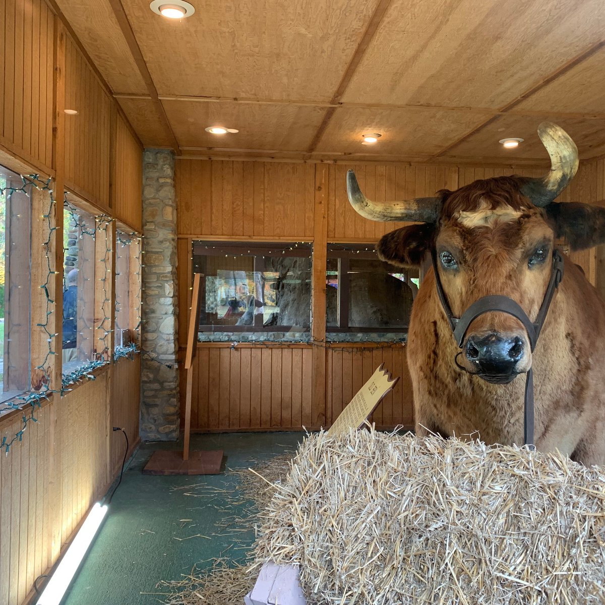 Old Ben - World's Largest Steer & Giant Sycamore Stump (Kokomo) - All ...