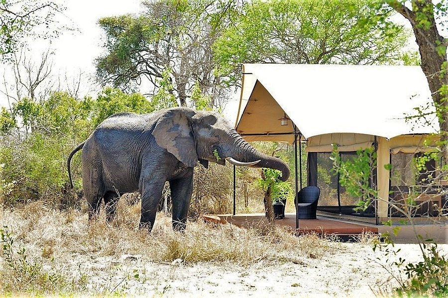 Honeyguide Khoka Moya Mantobeni Camps Guesthouse Reviews Price Comparison Manyeleti Game Reserve South Africa Tripadvisor