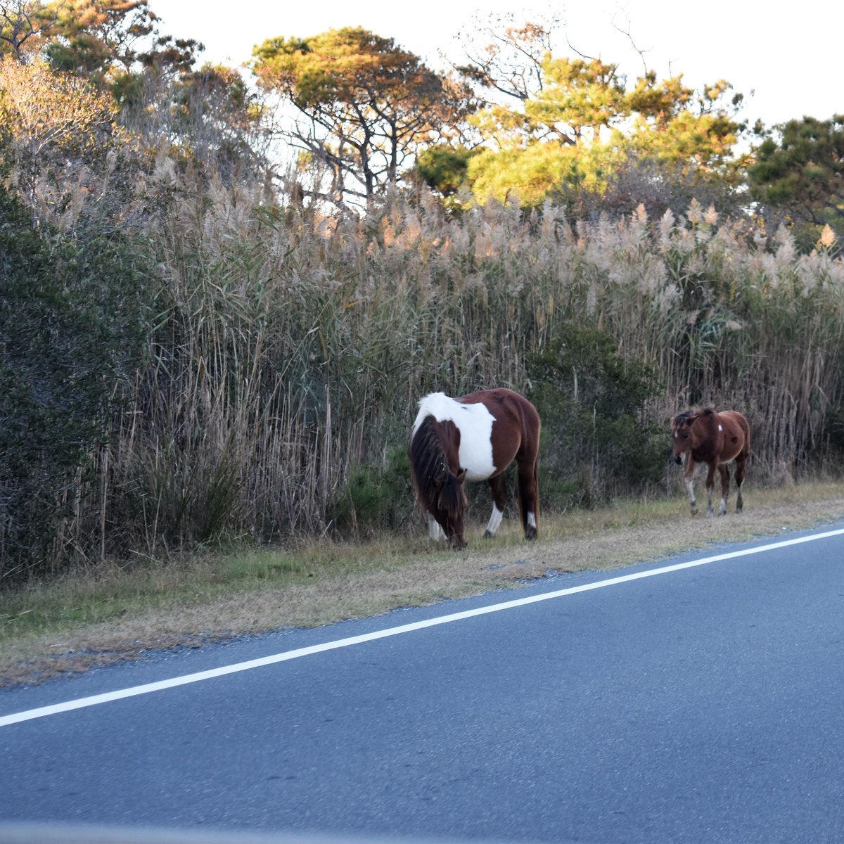 Assateague Island Ns Va Unit Chincoteague Alles Wat U Moet Weten Voordat Je Gaat Met Foto S