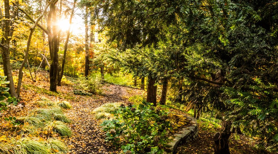 The Woodland Trail in fall at Hillwood Estate, Museum & Gardens
