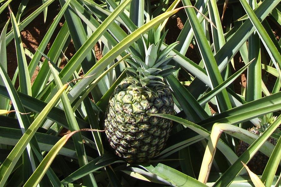 Atenas Pineapple, Inc. image