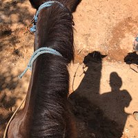 Excursiones a Caballo al Valle El Silencio