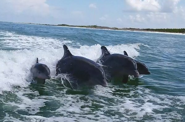 dolphin cruise indian rocks beach