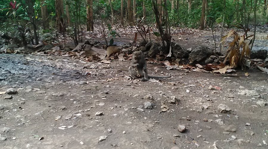 Kera di depan makam mbah Tanjung