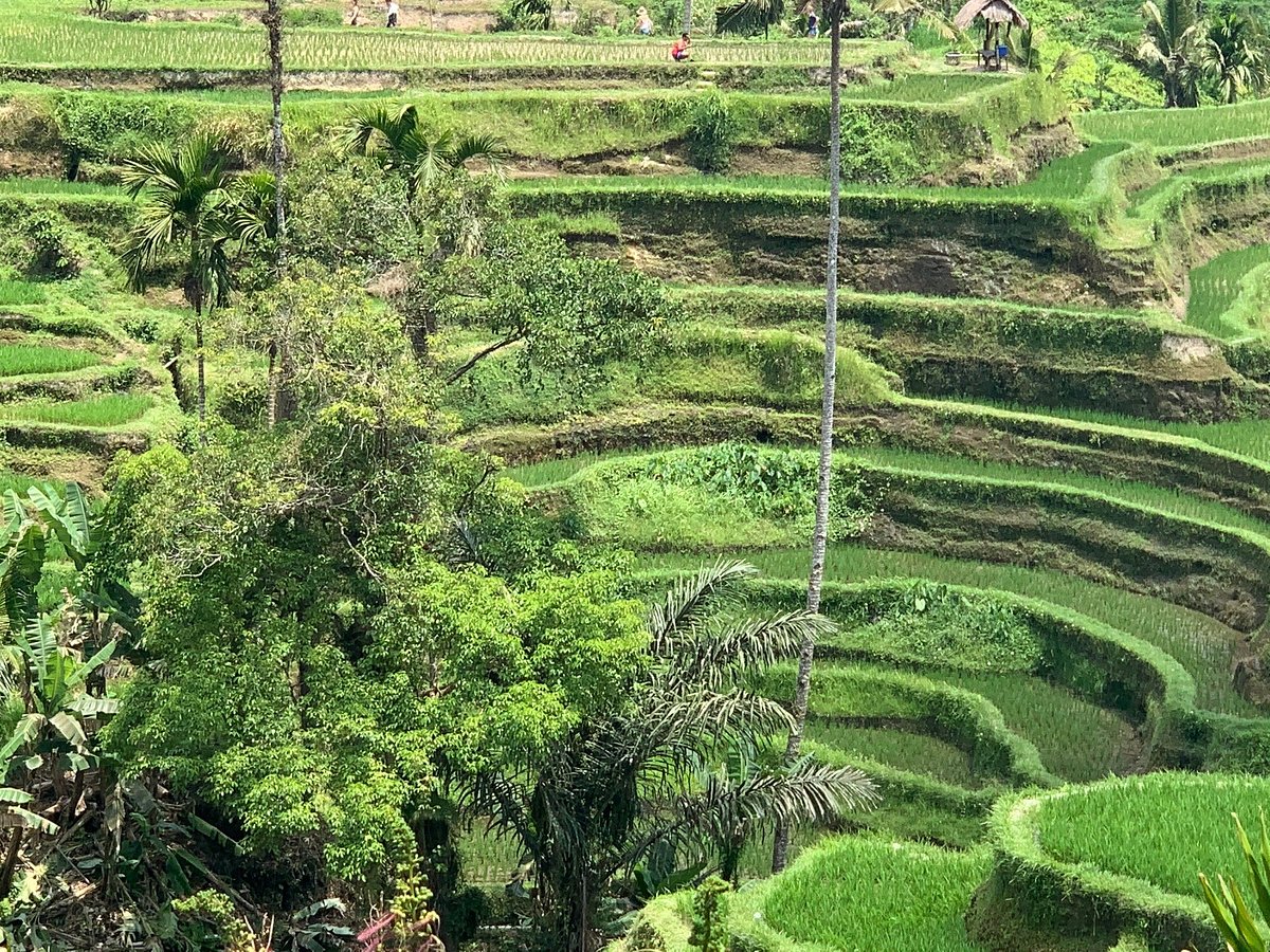 Ketut Bali Tour, Бали: лучшие советы перед посещением - Tripadvisor