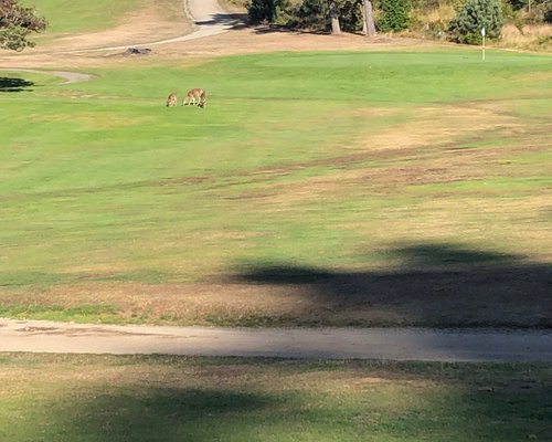 SUPER Golf Special - Ukiah Valley Golf Course