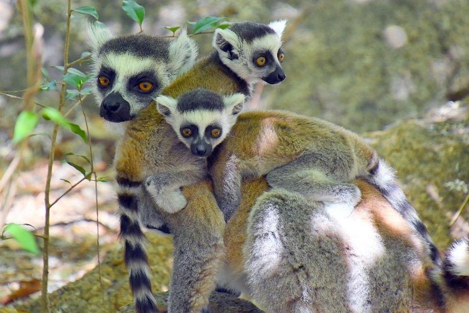 Lemur Tour & Guide (Antananarivo, Madagaskar) anmeldelser - Tripadvisor