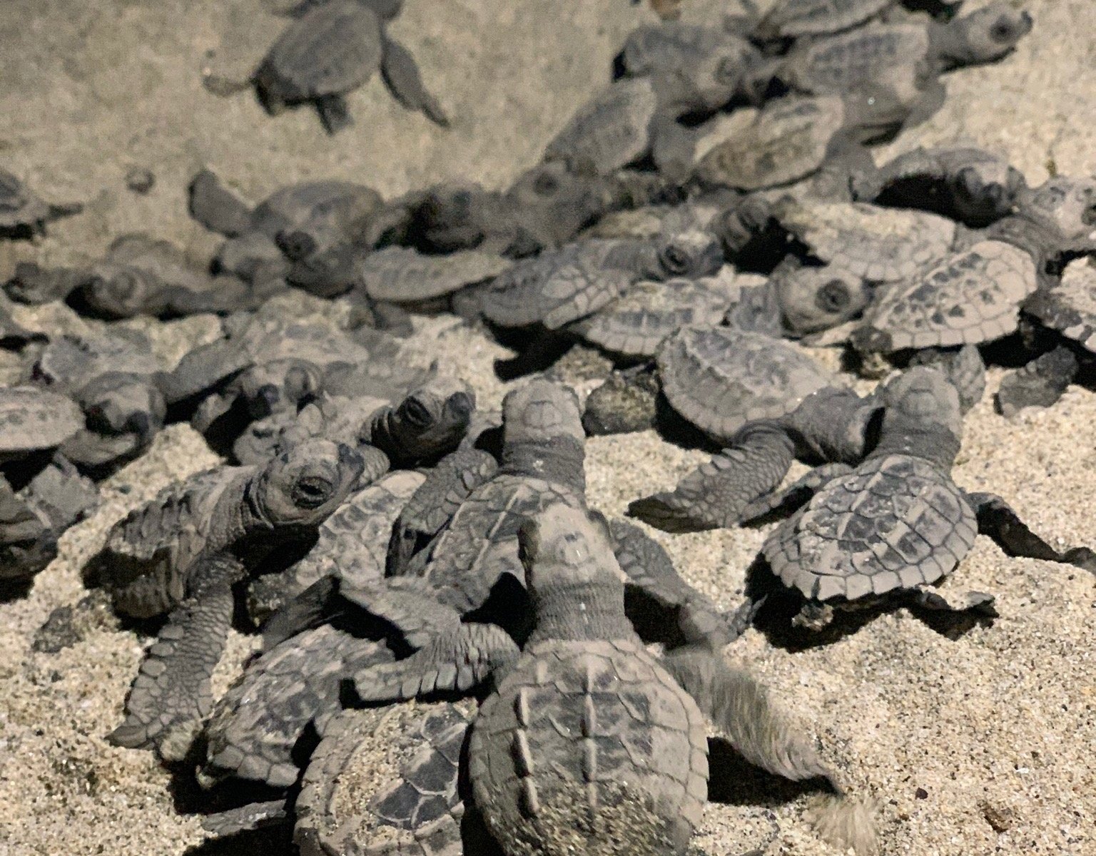 Sea Turtle Camp (Puerto Vallarta) - All You Need to Know BEFORE You Go