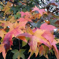 Colori d'autunno