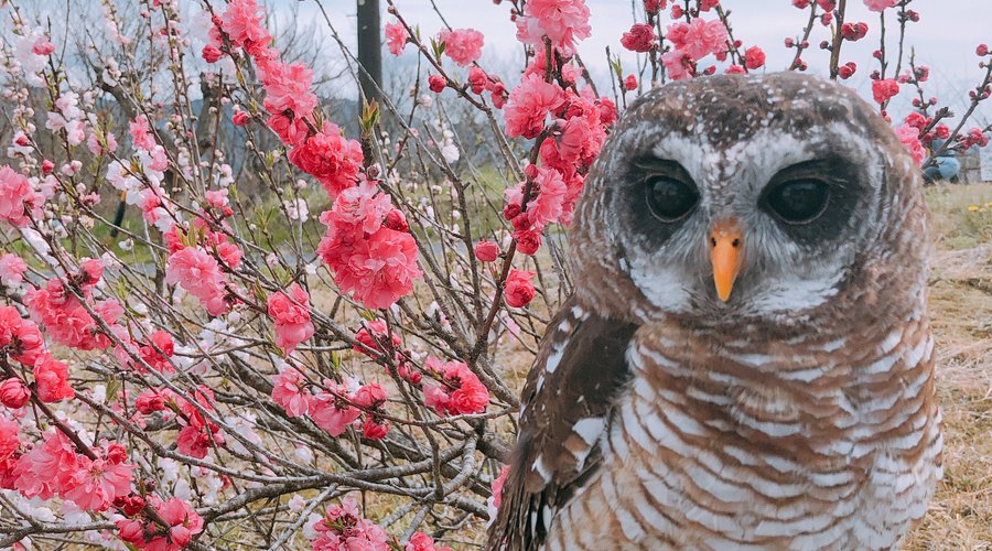 モリフクロウの天福がとても可愛い❤️