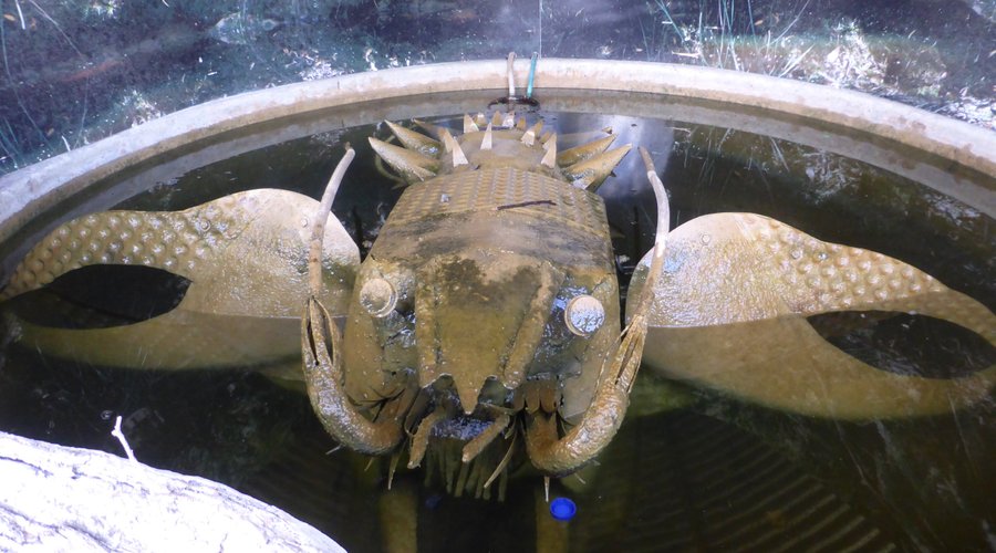 Across the road, in an unassuming half rain tank is lurking this amusing crayfish.
