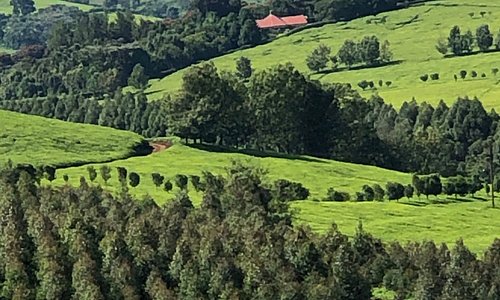 Landschaft mit Teeanbau