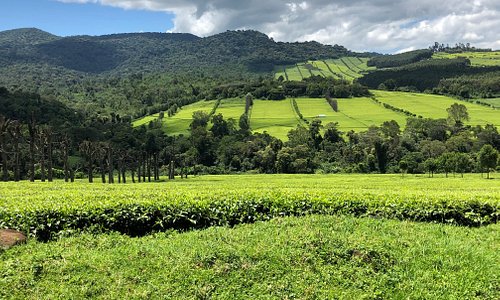 ausgedehnte Landschaft mit Teefeldern