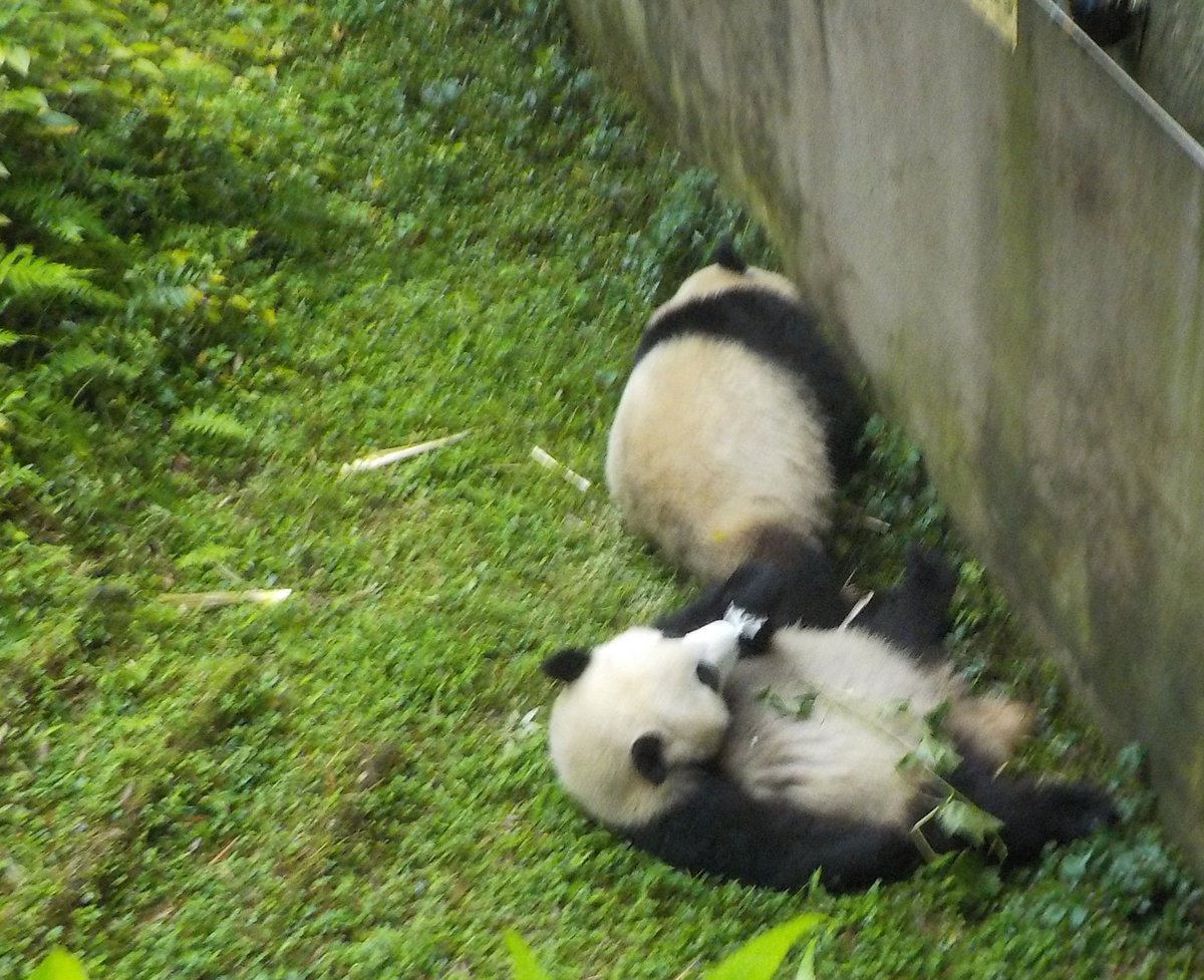 Chengdu Panda Tour - All You Need to Know BEFORE You Go (2024)