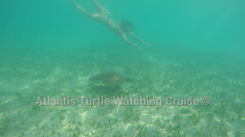 atlantis turtle watching cruise paphos price