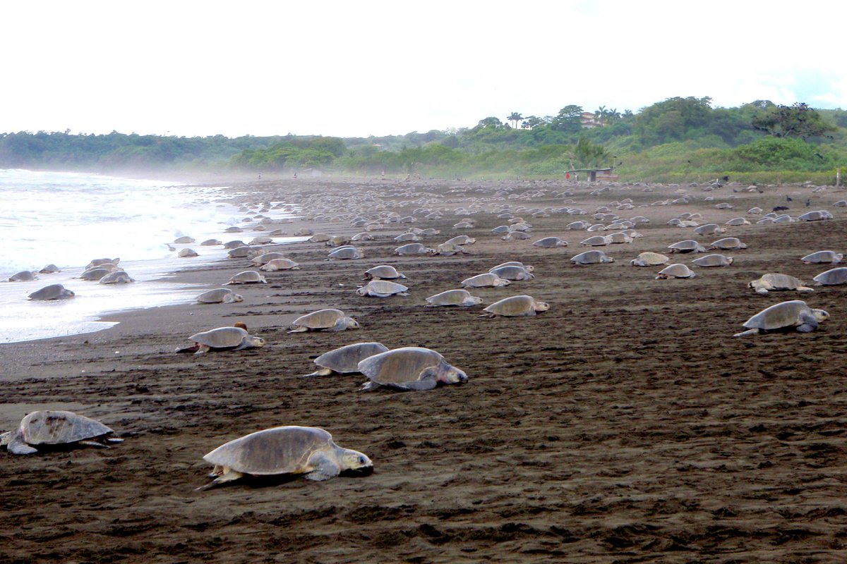 Thousands of Turtles Tours - All You Need to Know BEFORE You Go (2024)