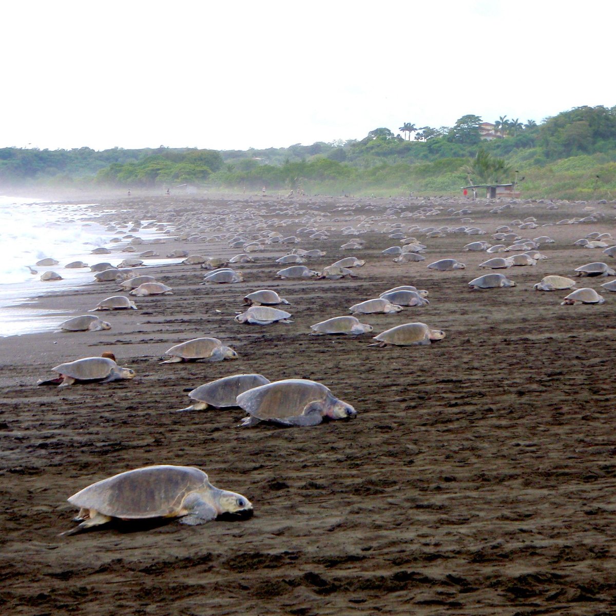 Thousands of Turtles Tours - All You Need to Know BEFORE You Go (2024)