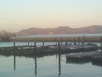 Sea Lions in San Francisco – Aquarium of the Bay