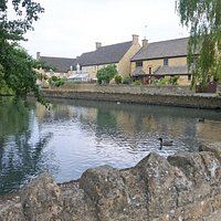 The pond, a duck and nearby houses.
