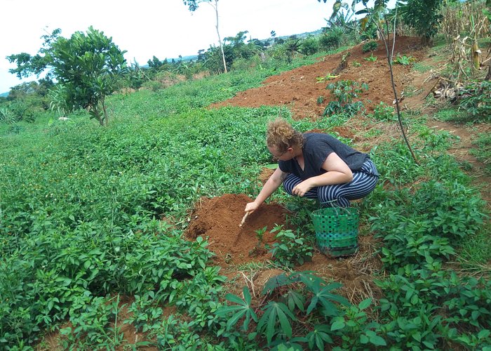 Emma Harris a volunteer from the Australia volunteering to plant Cassava at the farm for food to support the needy children at Saint Ann Foundation.