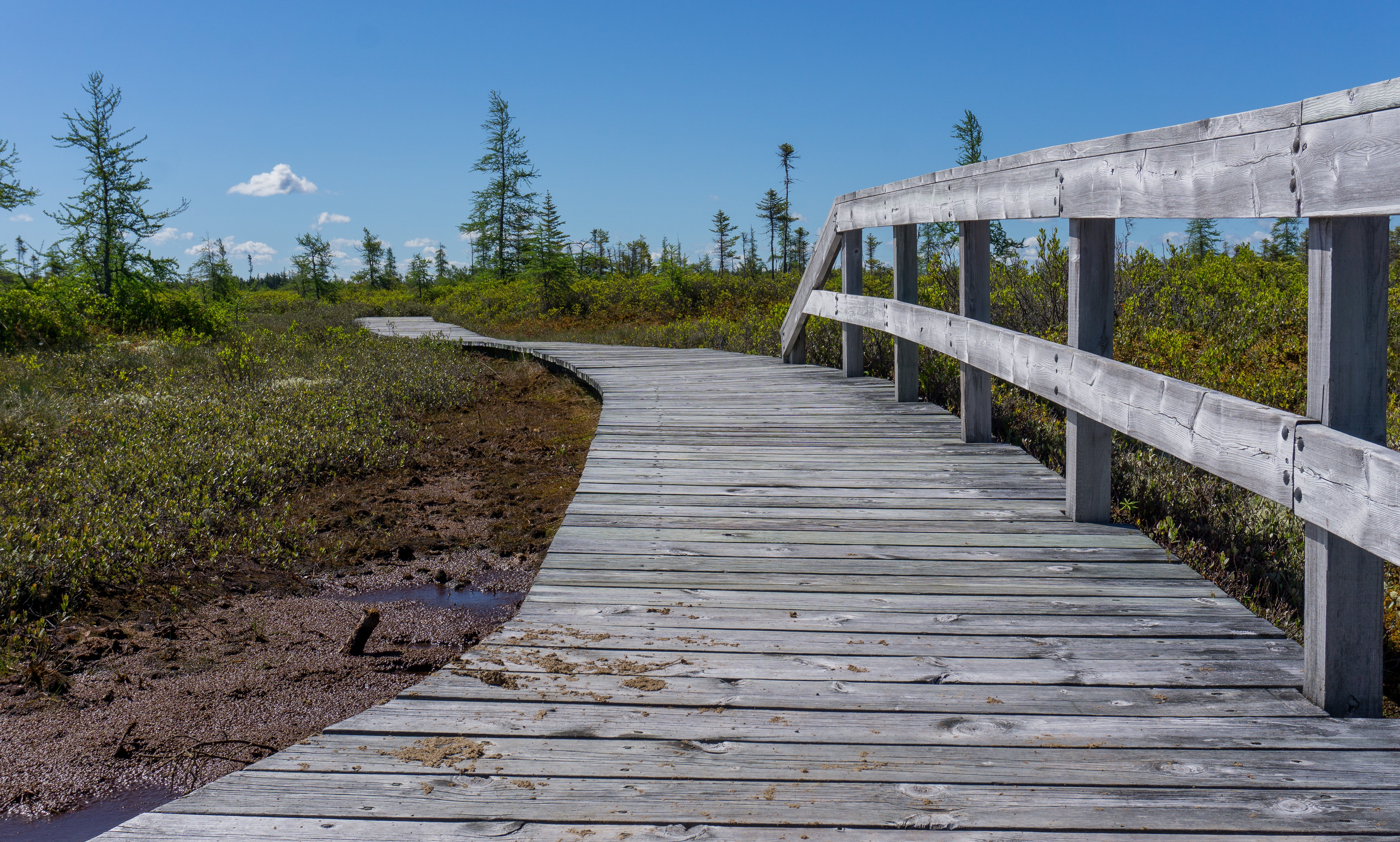 THE BEST Things To Do In Kouchibouguac 2024   Bog Trail 