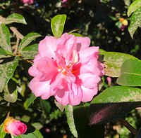 Blooming Camelia