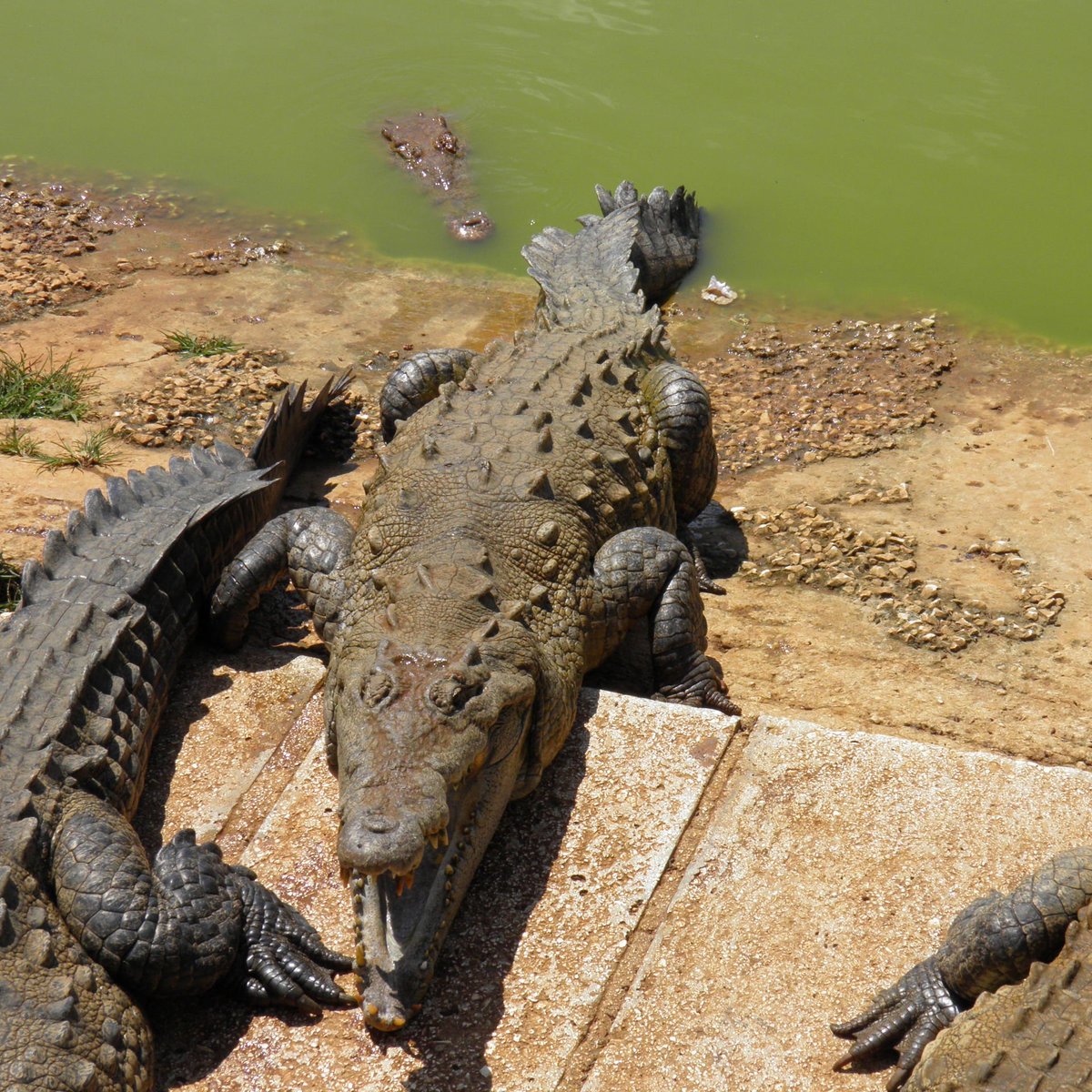 Crocodile Farm (Moron) - All You Need to Know BEFORE You Go