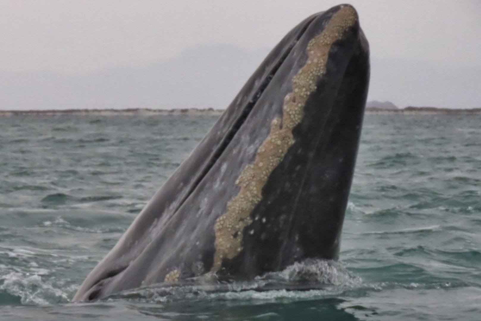 LEGACY WHALE WATCH Tutto quello che cè da sapere (AGGIORNATO 2023) foto