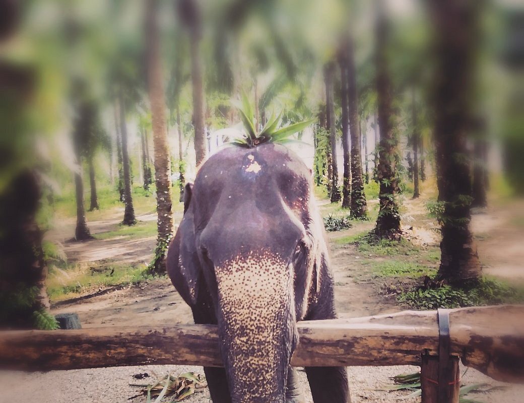 Krabi Elephant Heaven Ao Nang Thailand Address Phone Number Tripadvisor 