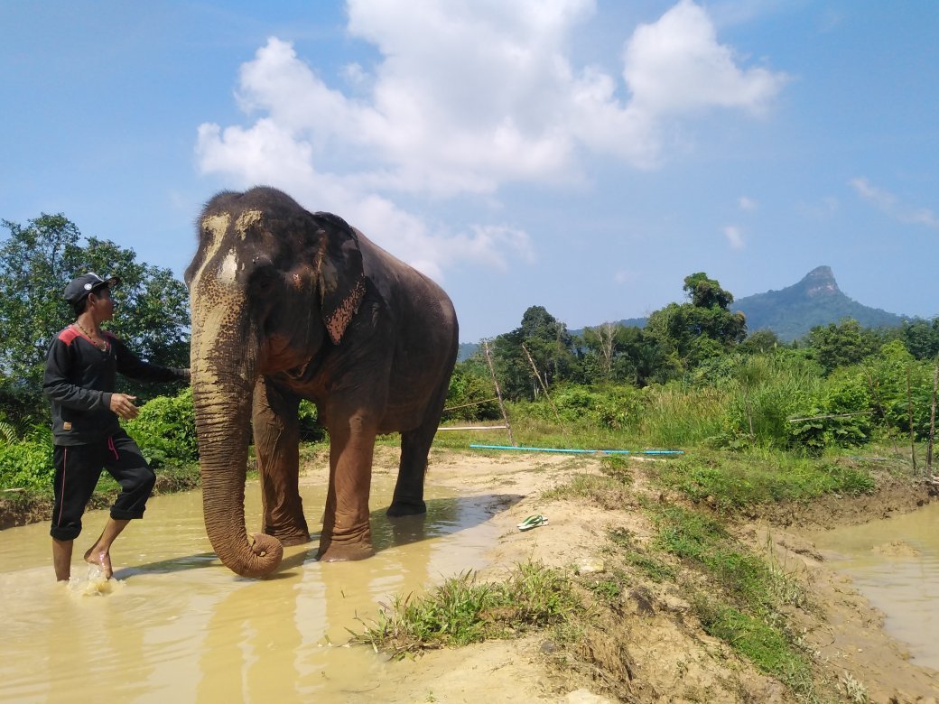 KRABI ELEPHANT HEAVEN (Ao Nang): Ce Qu'il Faut Savoir