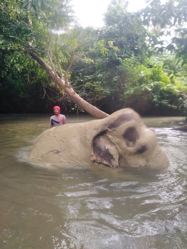 KRABI ELEPHANT HEAVEN (Ao Nang): Ce Qu'il Faut Savoir