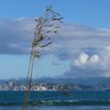 Kate Snow NZ