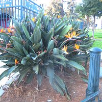 Succulents