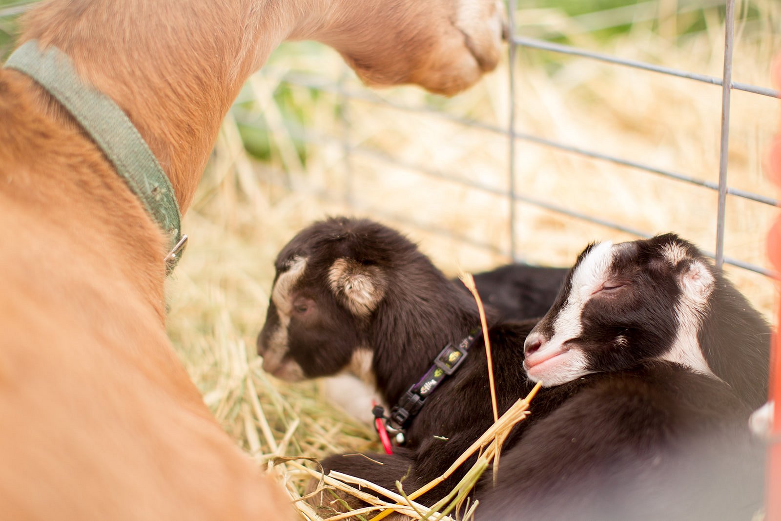 Stepladder Ranch & Creamery (Cambria) All You Need to Know BEFORE You Go