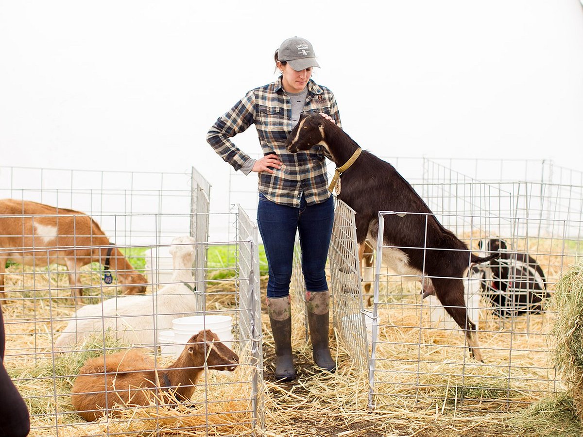 Annual Goat Sponsorship – Stepladder Ranch & Creamery