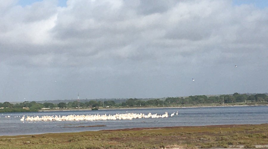 Flamingo Bay