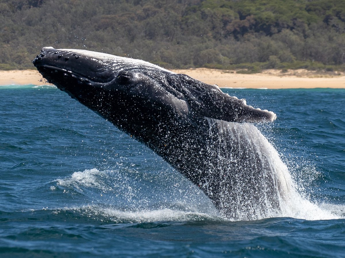 whale watching tours merimbula