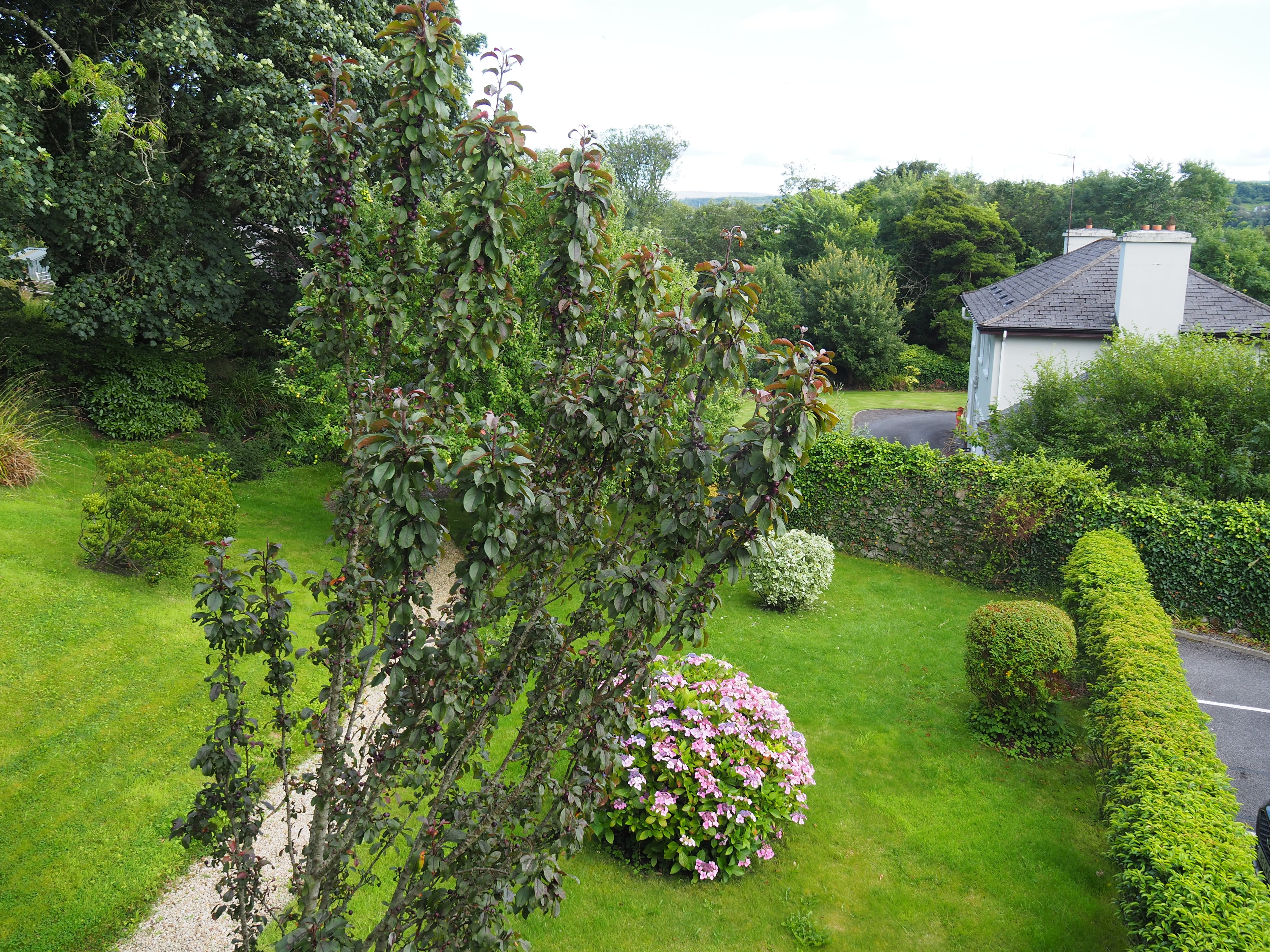 WOODBINE COTTAGE B&B - Reviews (Westport, Ireland)