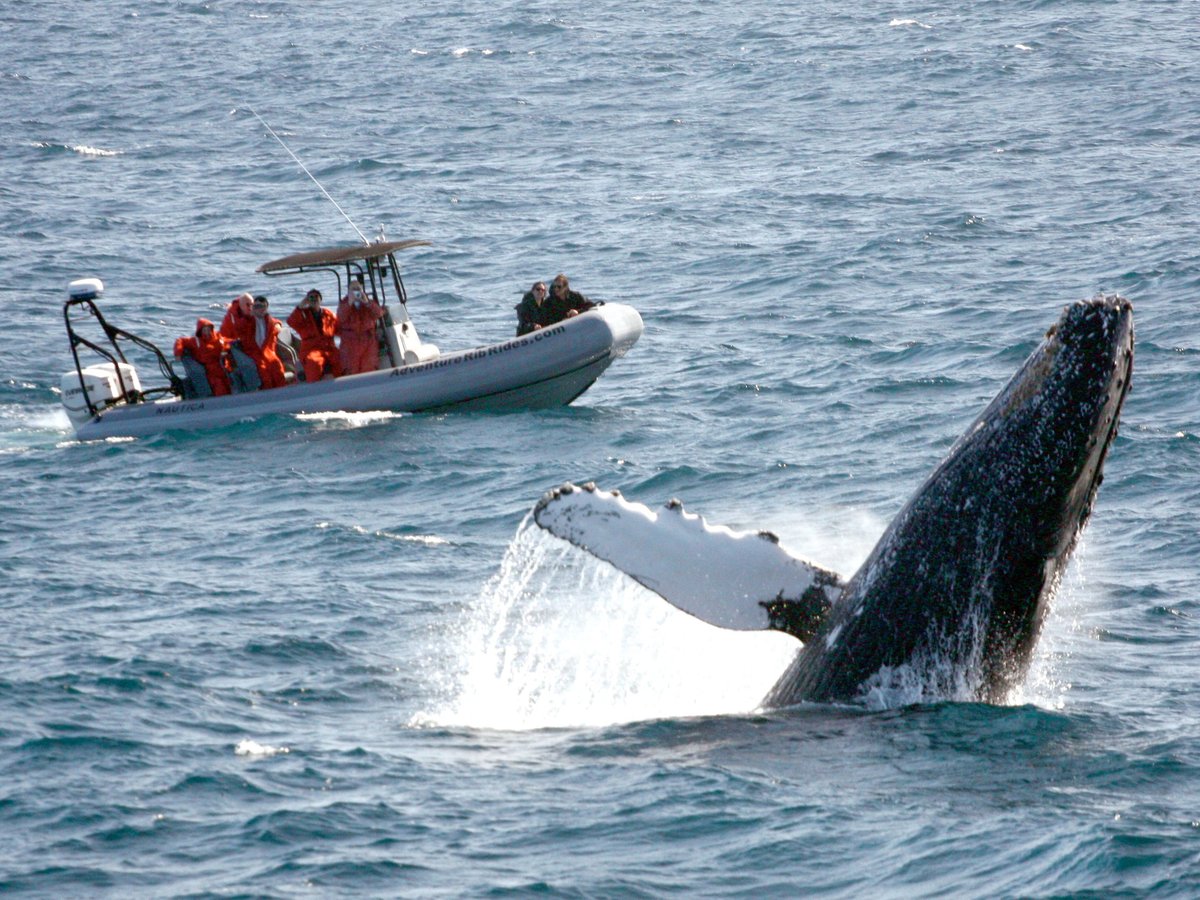 Adventure Whale Watching (San Diego) - All You Need to Know BEFORE You Go