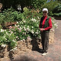 Pretty roses in flower beds